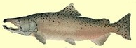 chinook