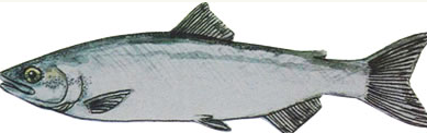 kokanee