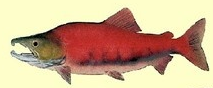 sockeye
