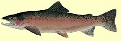 steelhead